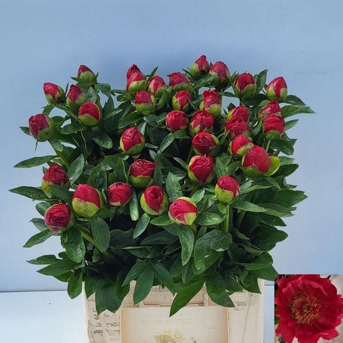 <h4>PAEO RED RED ROSE</h4>