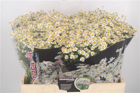 <h4>Tanacetum Single Vegmo X100</h4>