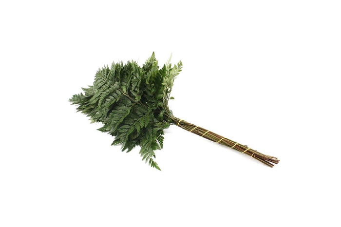 <h4>Lederv Medium Helechos Ticos Box WBE</h4>