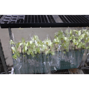 PHALAENOPSIS CASCATA ESPECIAL P15 AMARELO MIN 8 FLS