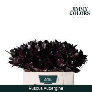 Ruscus L50 Aubergine
