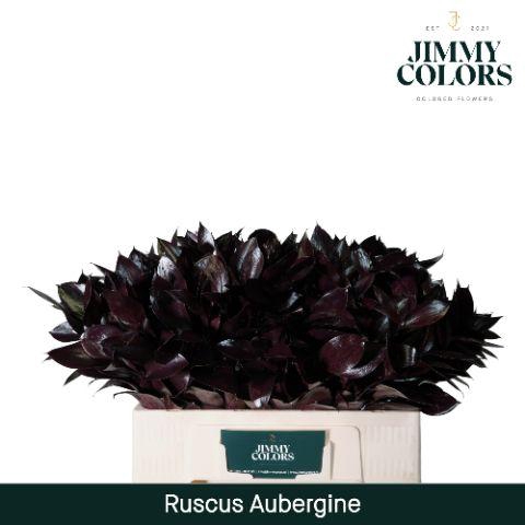 <h4>Ruscus L50 Aubergine</h4>