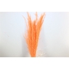 Dried Agrostis Salmon Bunch