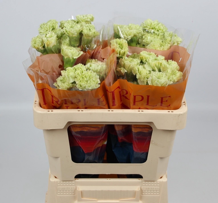 <h4>DI ST GOBLIN</h4>