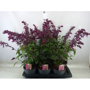 Salvia   ...