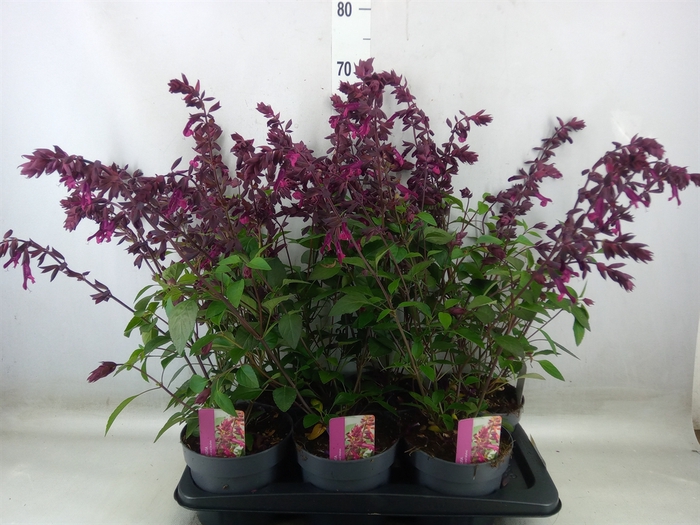 <h4>Salvia   ...</h4>