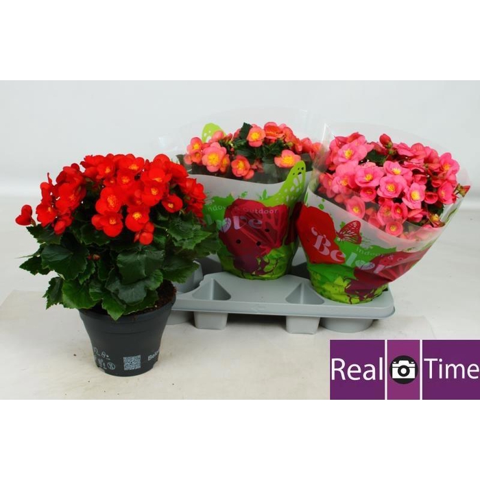 <h4>BEG HL BELOVE GEM</h4>