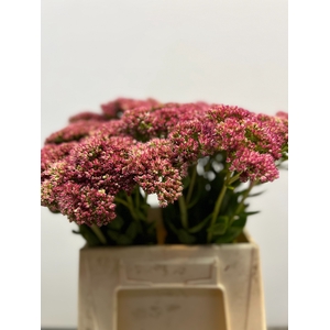 SEDUM SPECTABILE