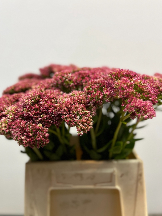 <h4>SEDUM SPECTABILE</h4>