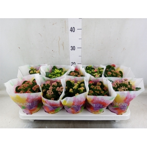 Kalanchoe blos.   ..rosebud mix  4