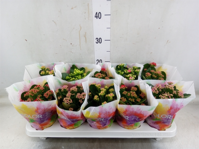 <h4>Kalanchoe blos.   ..rosebud mix  4</h4>