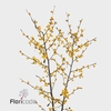 Ilex golden verboom