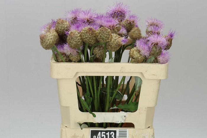 <h4>Centaurea Pulchra Major</h4>