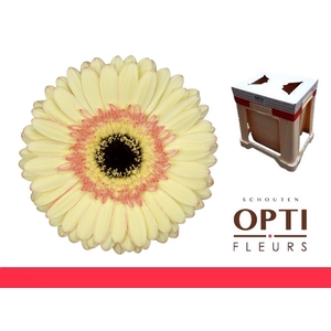 Gerbera Cartizze Water