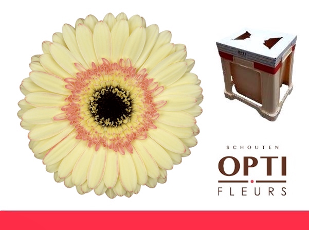 <h4>GE GR CARTIZZE-Water</h4>