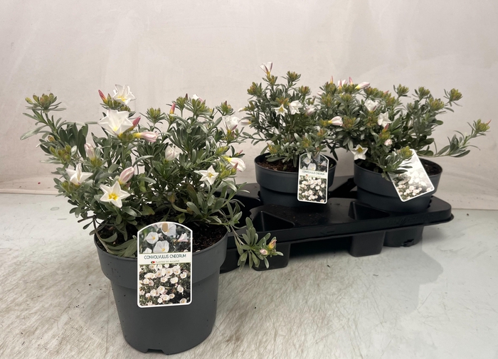 <h4>CONVO CNEORUM</h4>