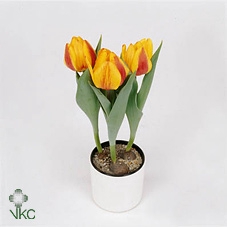 Tulipa EN 'Flair'