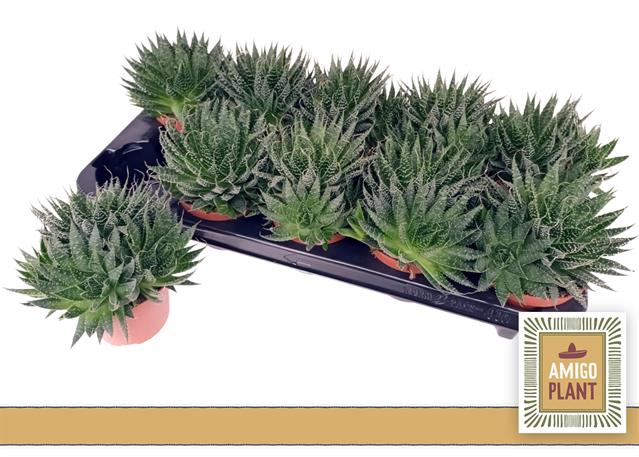 <h4>ALOE ARISTATA</h4>