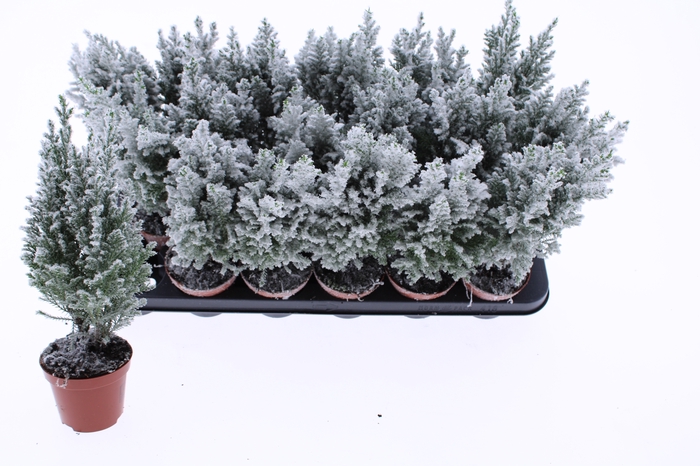 <h4>CHAM L ELLWOODII</h4>