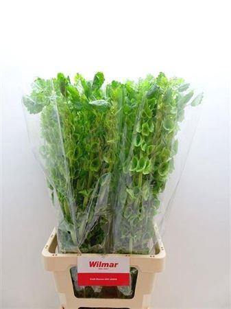 <h4>Moluccella Stuk</h4>