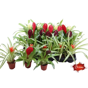 BROMELIA GEM