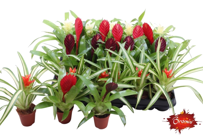 <h4>BROMELIA GEM</h4>