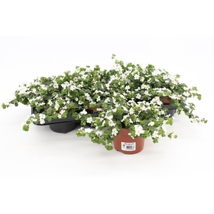 Bacopa Sutera White Showers