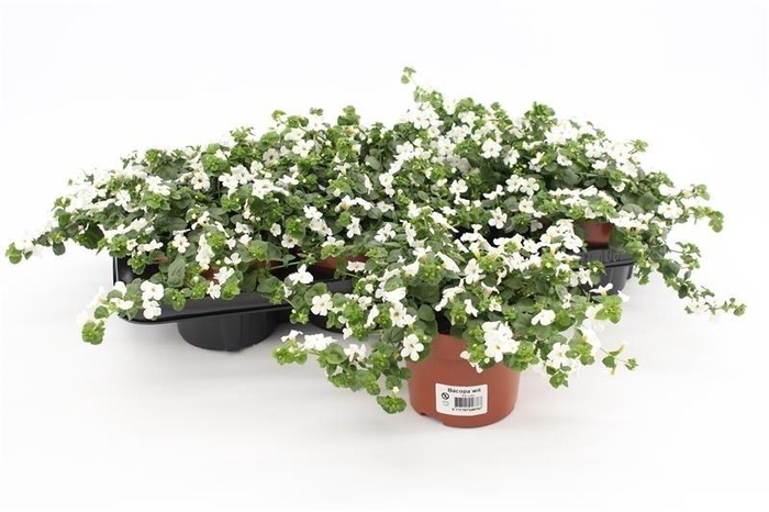 <h4>Bacopa Sutera White Showers</h4>