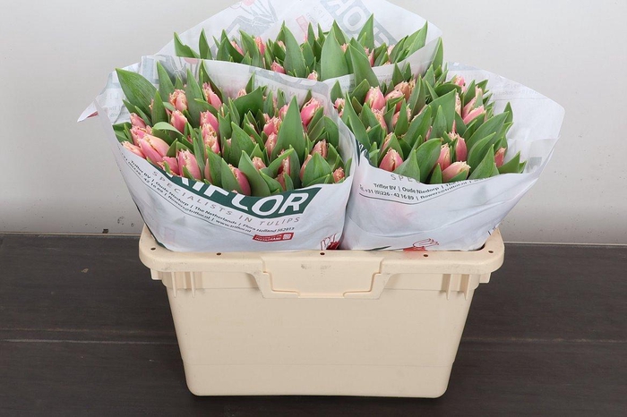 <h4>Tu Fr Bell Song</h4>