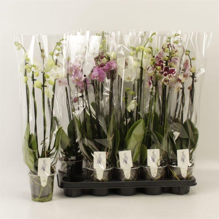 <h4>PHAL GEM</h4>