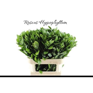 Ruscus Hypophyllum