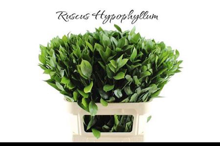 <h4>Ruscus Hypophyllum</h4>