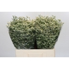 Limonium China White