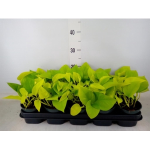 Epipremnum pinn. 'Golden Pothos'