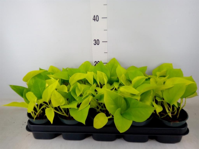 <h4>Epipremnum pinn. 'Golden Pothos'</h4>