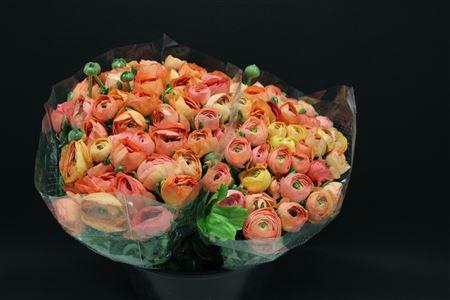 <h4>Ranonkel Zwaar Zalm</h4>