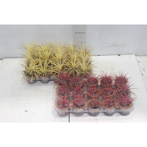 BROMELIA TILLANDSIA IONANTHA VB P05