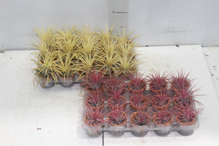 <h4>BROMELIA TILLANDSIA IONANTHA VB P05</h4>