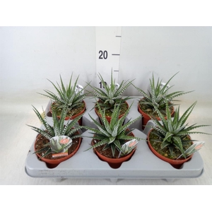 Haworthia fasciata 'Big Band'