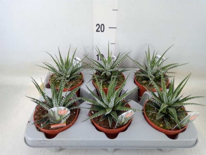 <h4>Haworthia fasciata 'Big Band'</h4>