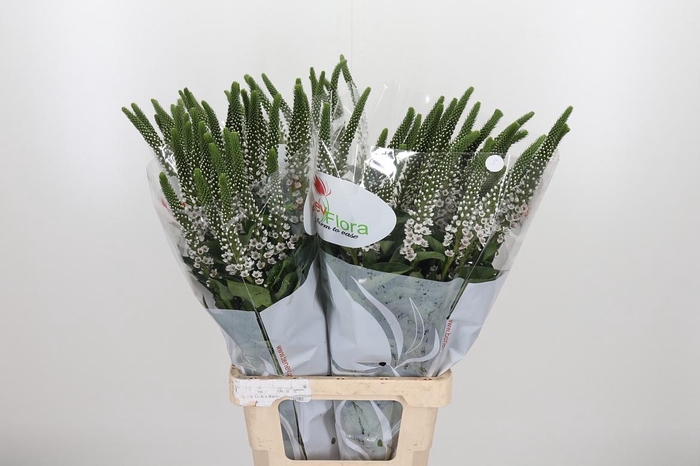 <h4>Lysim Moonlight</h4>