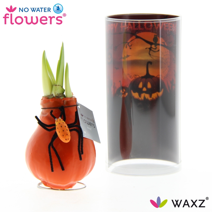 <h4>arr4 Amaryllis VH - Halloween spin koker</h4>