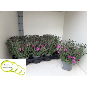 DIAN CARYOPHYLLUS PINK P12