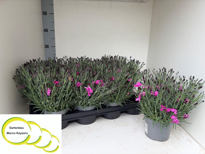 <h4>DIAN CARYOPHYLLUS PINK P12</h4>