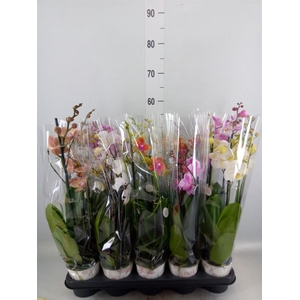 Phalaenopsis   ...mix
