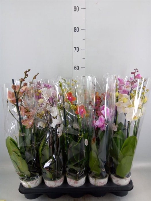 <h4>Phalaenopsis   ...mix</h4>