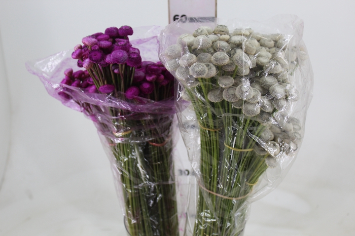 <h4>FOLHAGEM JUNCO BOLINHA</h4>