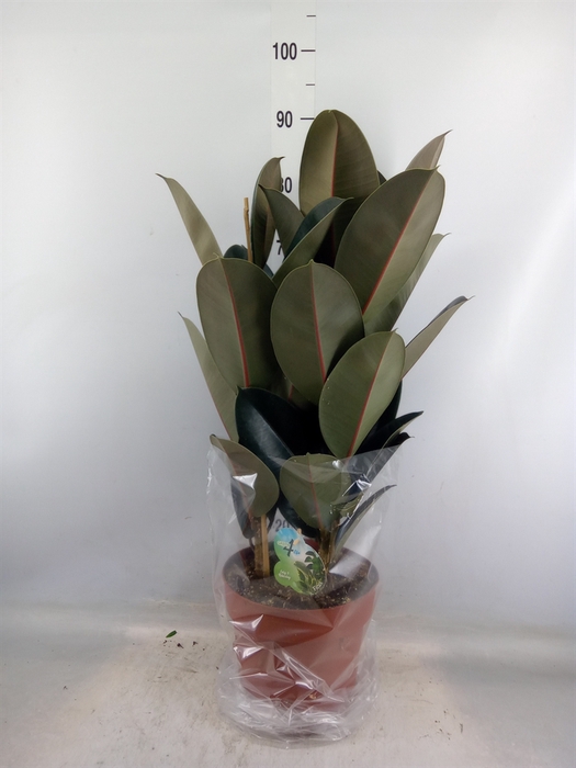 <h4>Ficus elastica 'Abidjan'</h4>