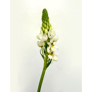 ORNITHOGALUM WHITE