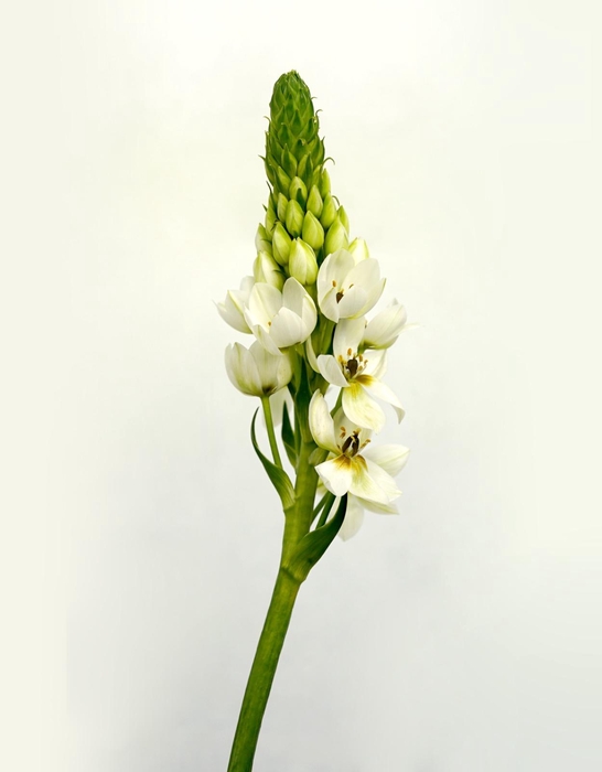 <h4>ORNITHOGALUM WHITE</h4>